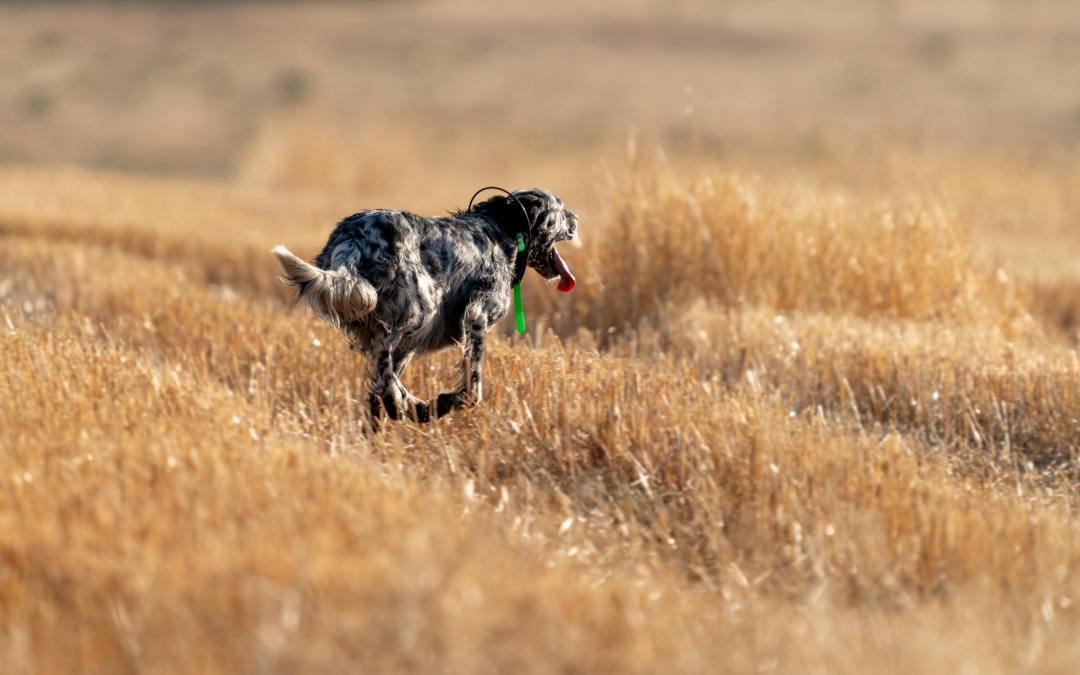 Benefits of a Dog Tracking Device