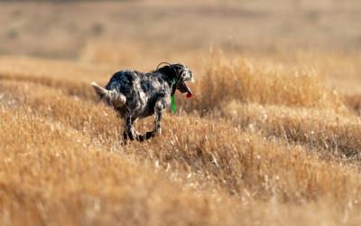 Benefits of a Dog Tracking Device