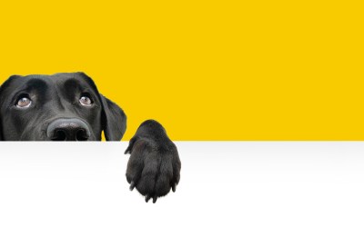 Managing Firework Anxiety in Pets: Your Complete Guide to a Stress-Free Celebration