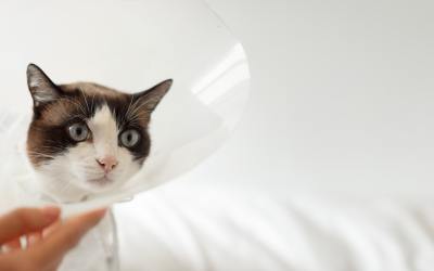 Respiratory Complications in Post-Operative Cats and Dogs