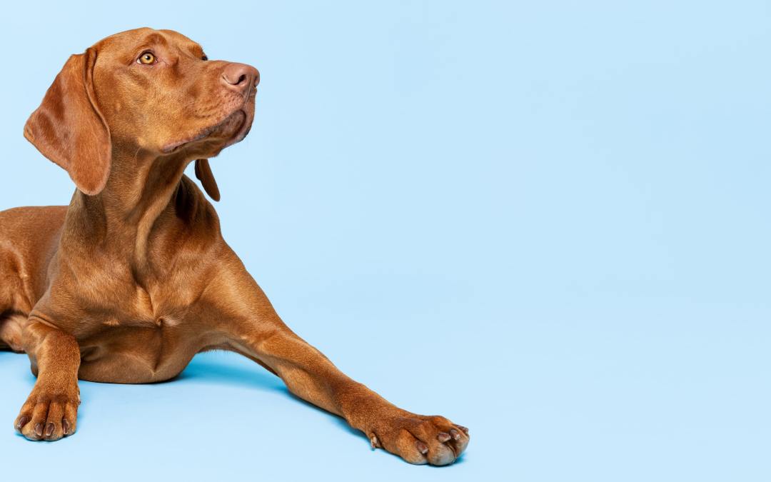 April Pet Awareness, Prevention & Innovation