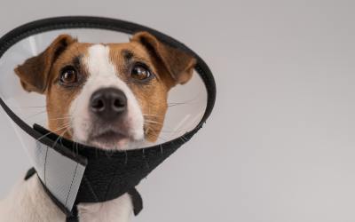 Managing Stress & Anxiety in Post-Operative Cats and Dogs