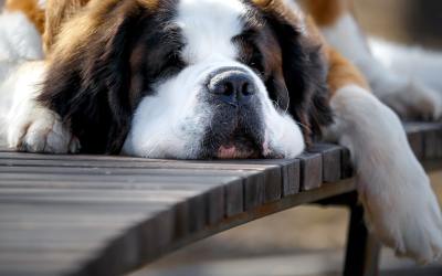 A Better Way to Weigh Large Dogs—No More Struggles or Guesswork